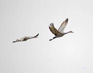 Sandhill Cranes 3510